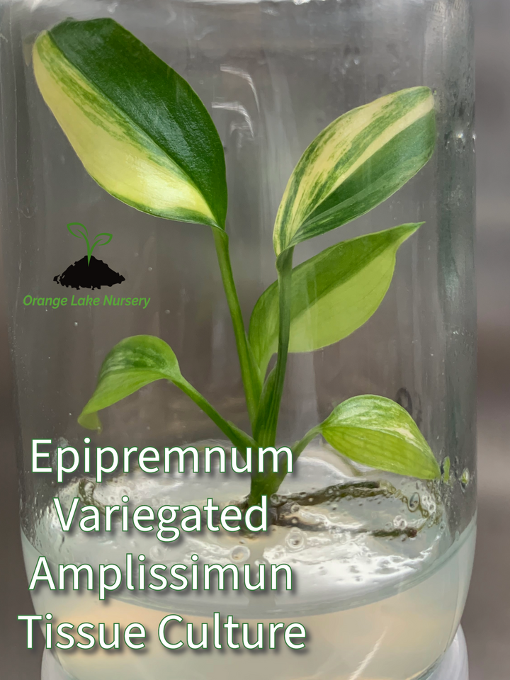 Epipremnum Amplissimum Variegated Plantlets