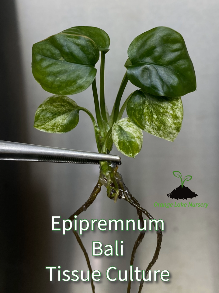 Epipremnum Pinnatum SP Bali Plantlet