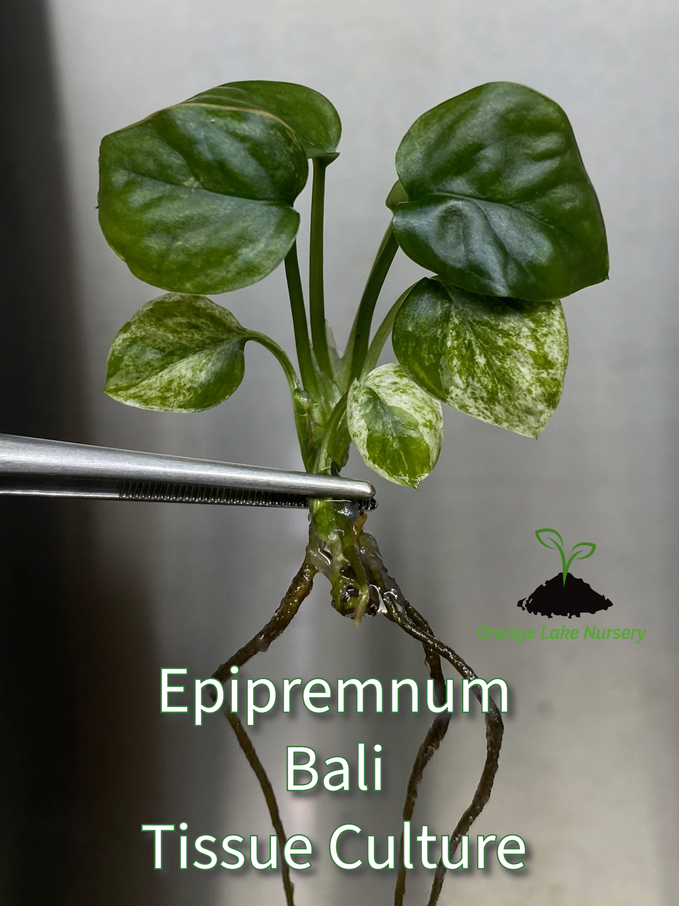 Epipremnum Pinnatum SP Bali Plantlet (1)