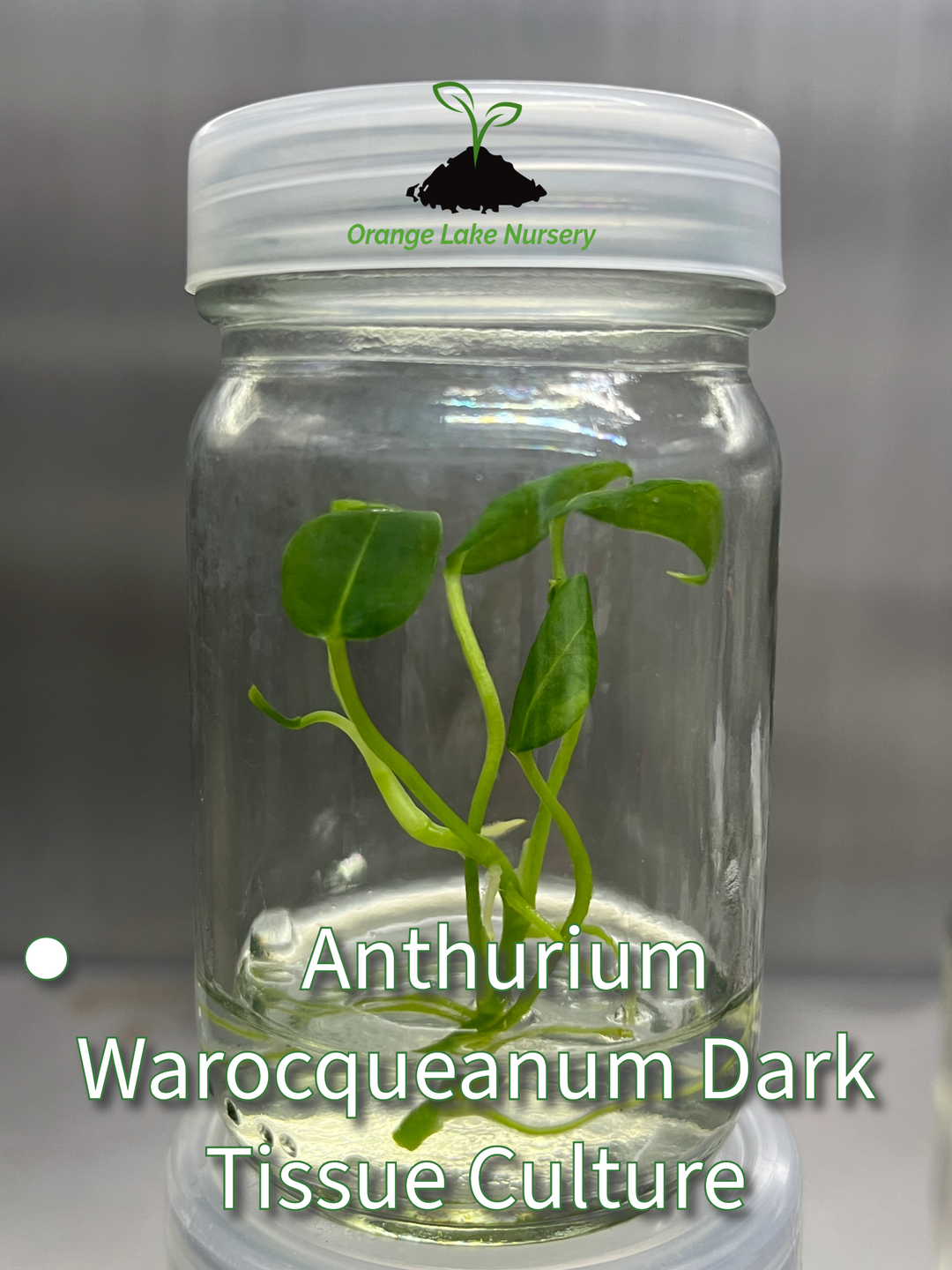 Anthurium Warocqueanum Dark Tissue Culture