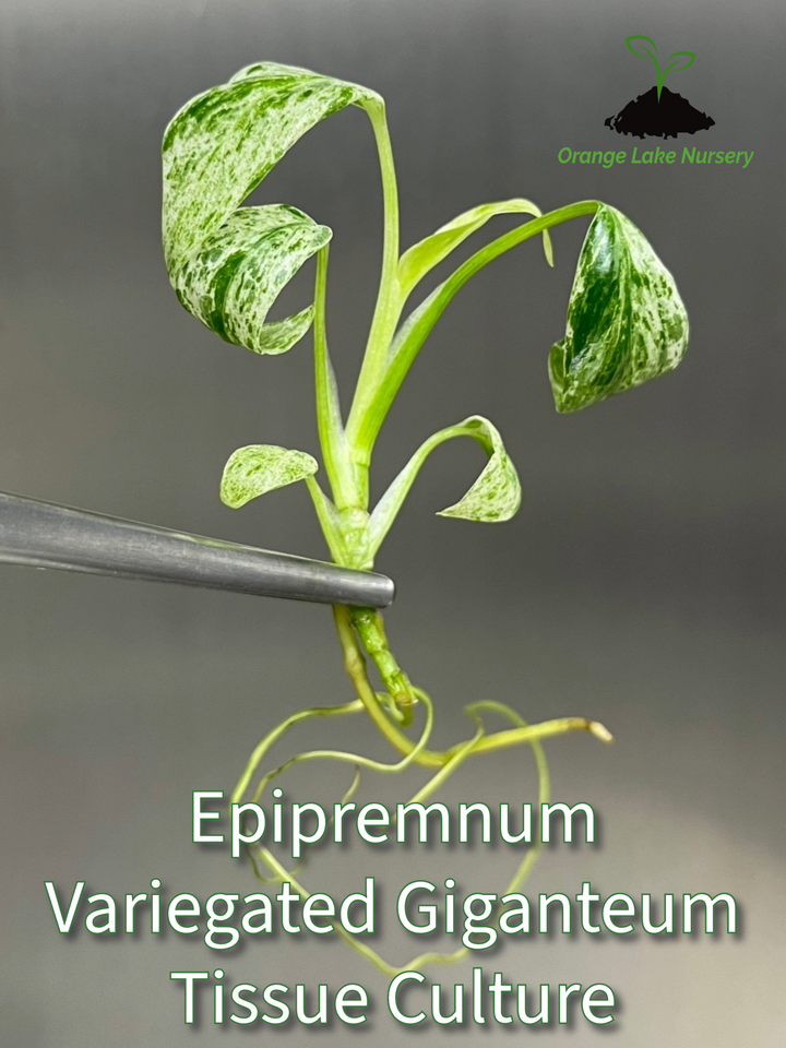 Epipremnum Giganteum Marble Tissue Culture