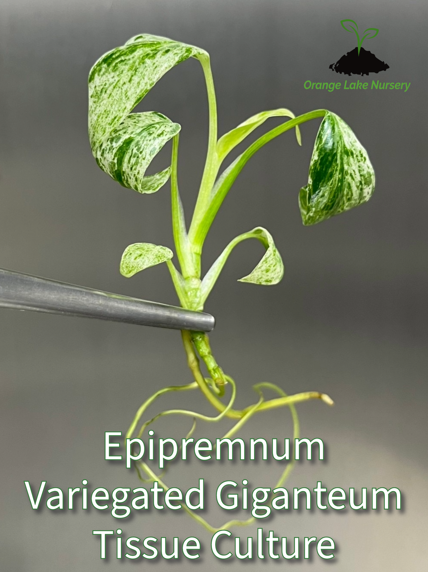 Epipremnum Giganteum Marble Plantlet (1)