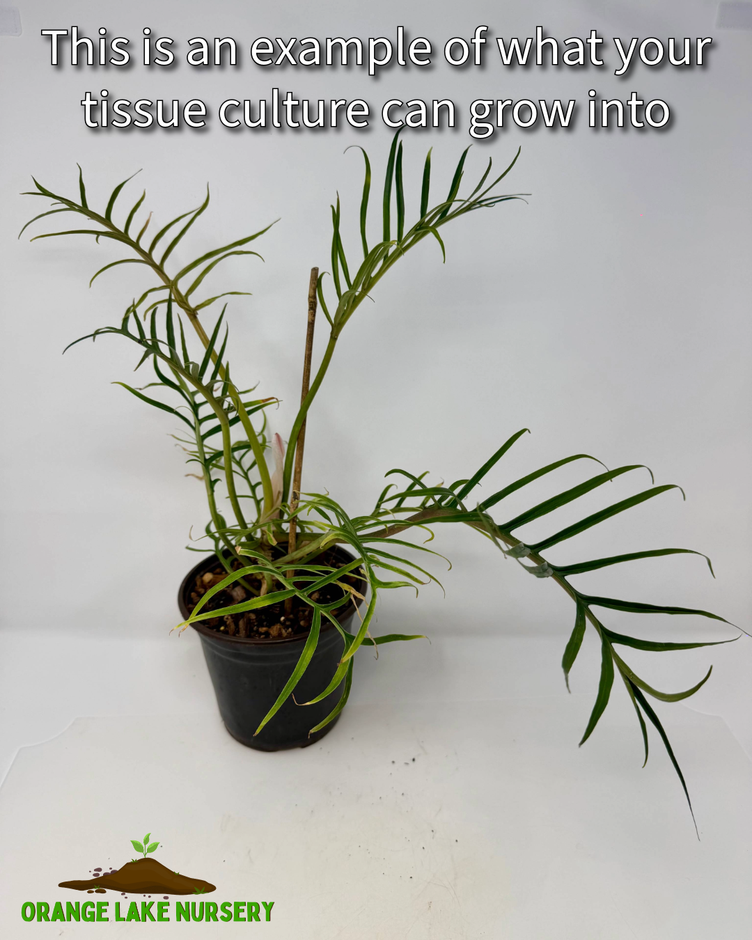 Philodendron Tortum Tissue Culture