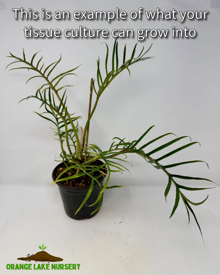 Philodendron Tortum Tissue Culture