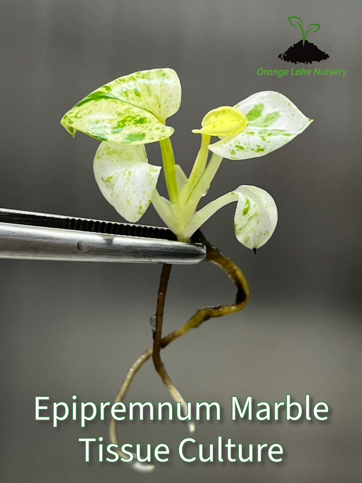 Epipremnum Marble Tissue Culture