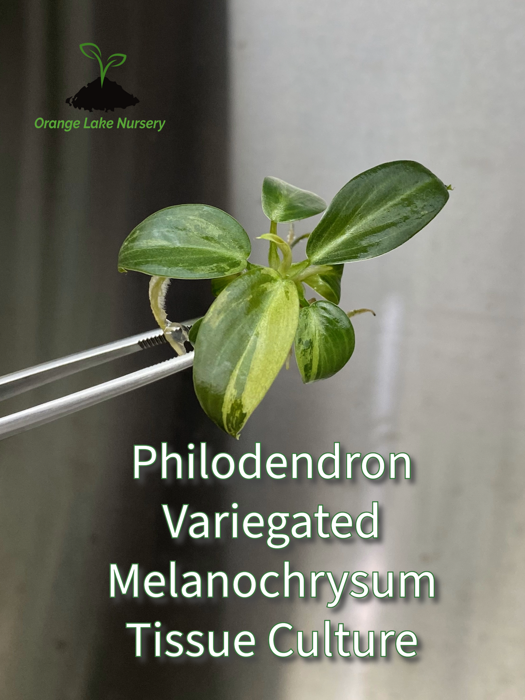 Philodendron Variegated Melanochrysum Tissue Culture