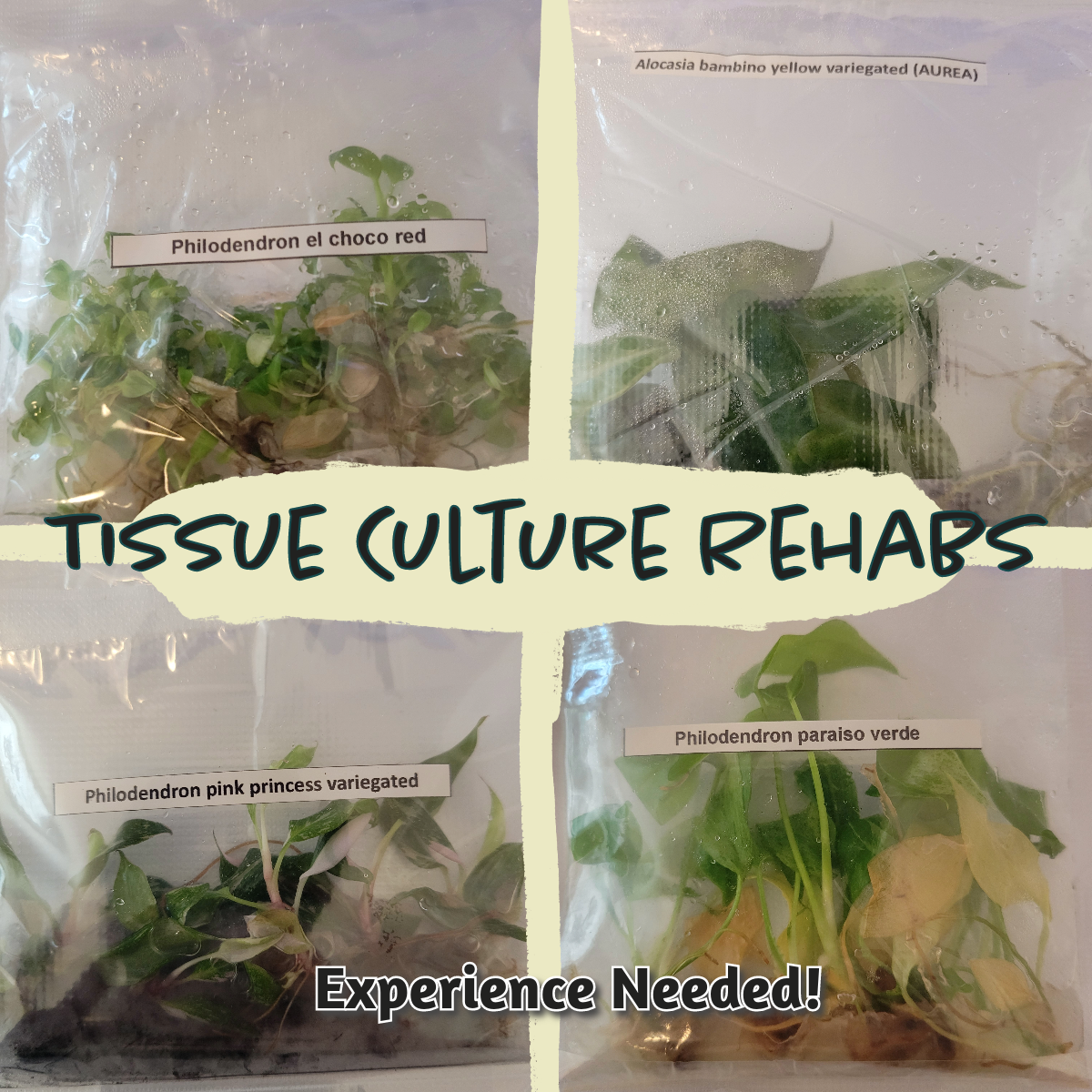 Mystery Tissue Culture/Plantlet Rehab Box- 3 Packs