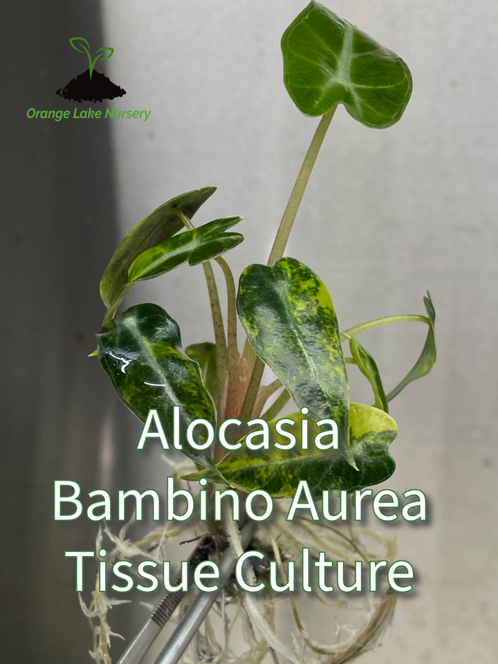 Alocasia Bambino Aurea Plantlet