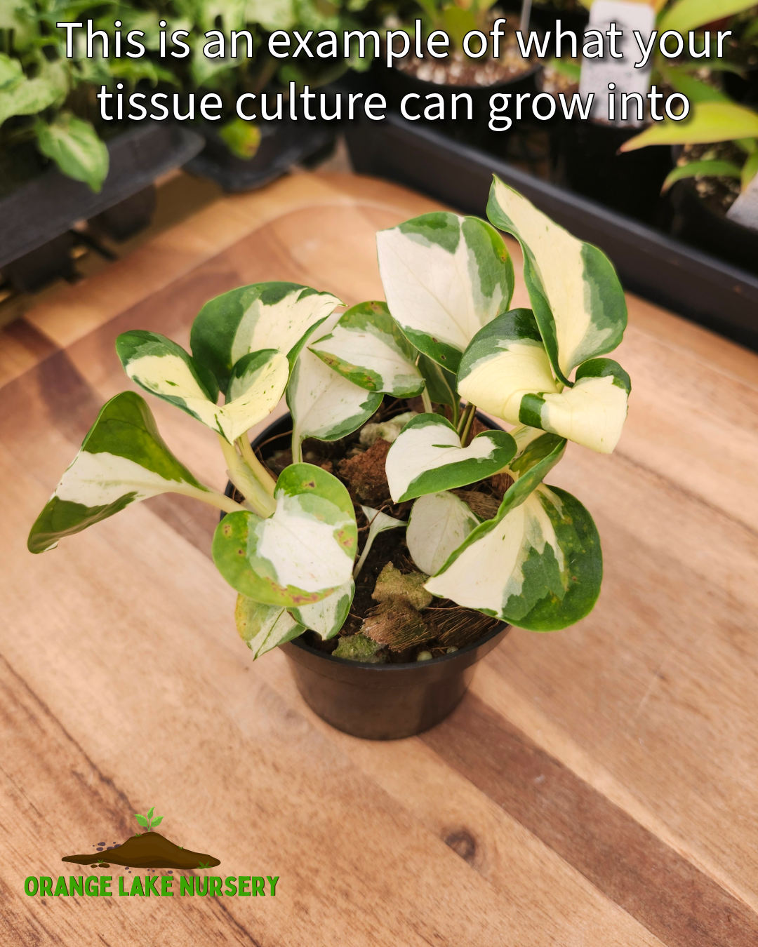 Manjula Pothos Tissue Culture Single