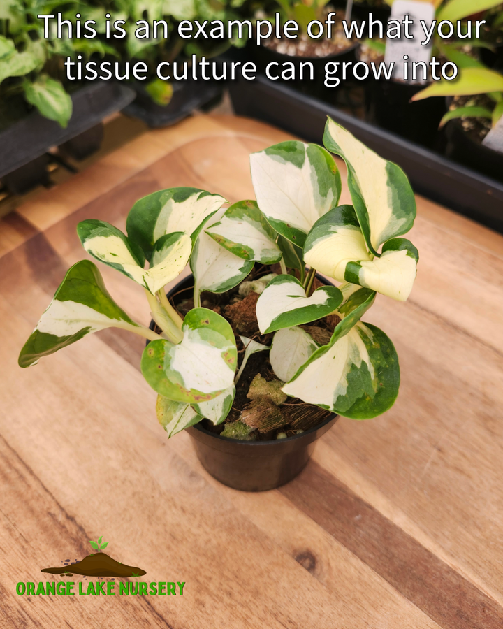 Manjula Pothos Tissue Culture Single