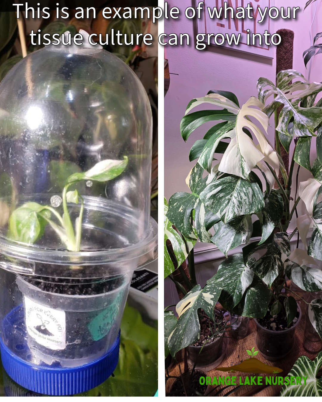 Monstera Albo Tissue Culture