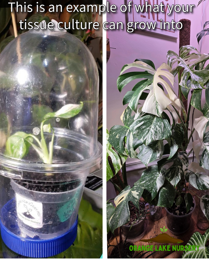 Monstera Albo Tissue Culture