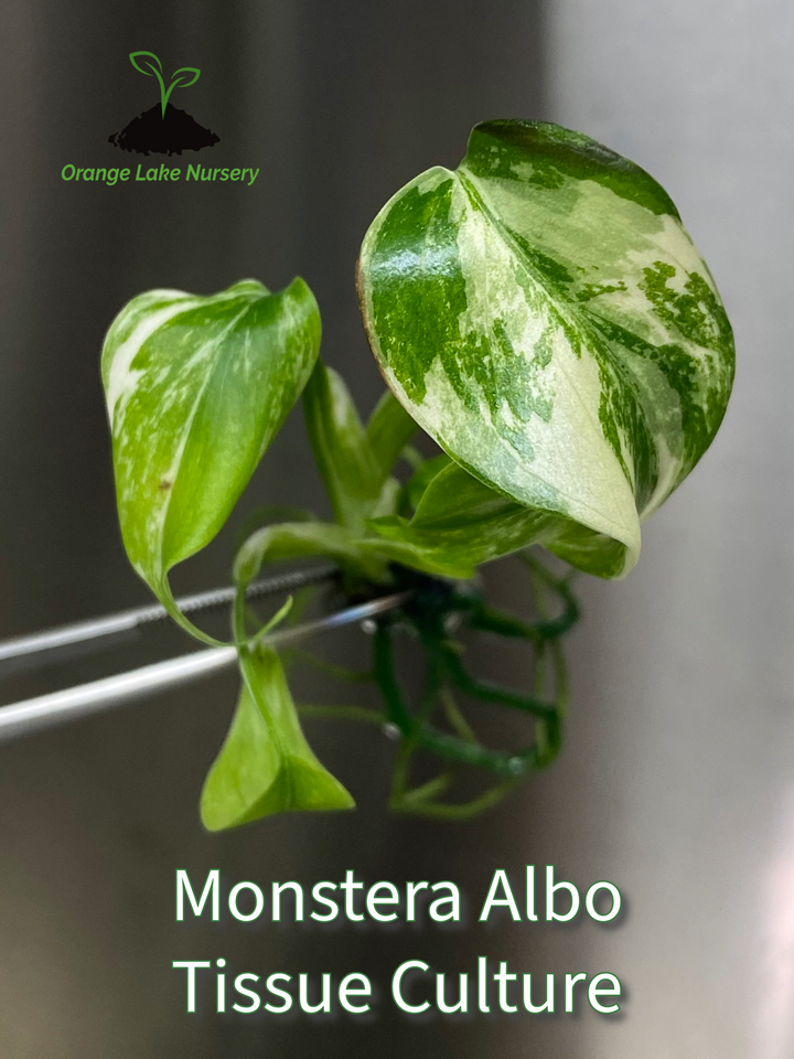 Monstera Albo tissue culture with white-variegated green leaves from Orange Lake Nursery.