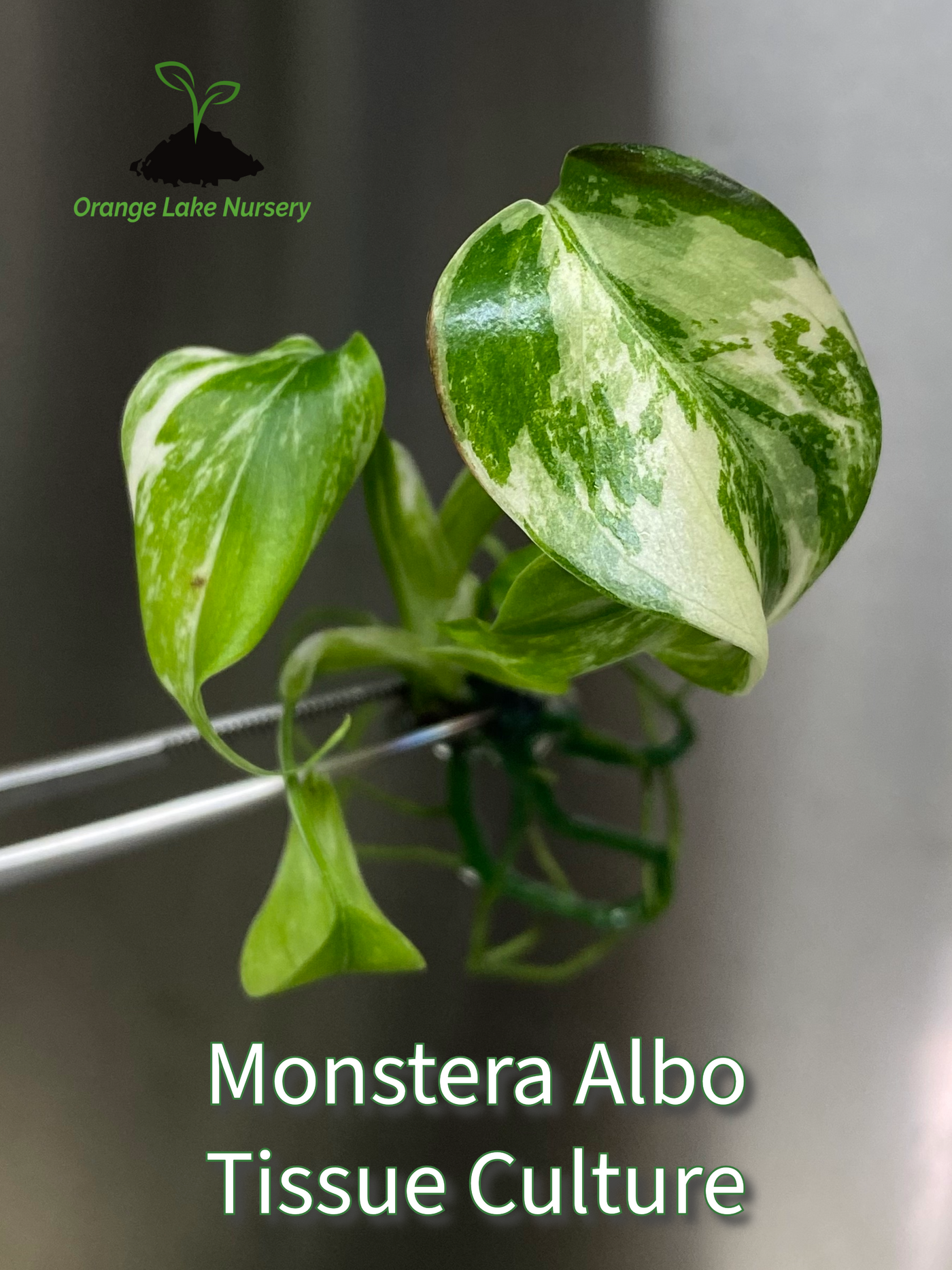 Monstera Albo Plantlets (1)
