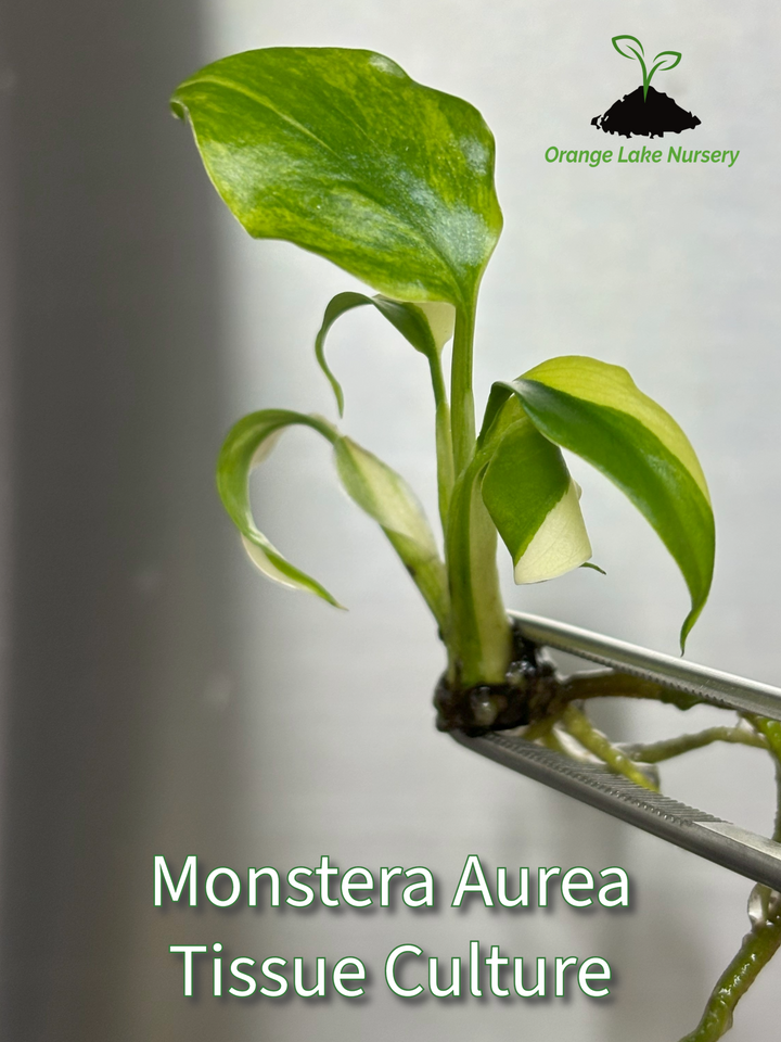 Monstera Aurea Plantlet