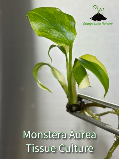 Monstera Aurea Plantlets (1)