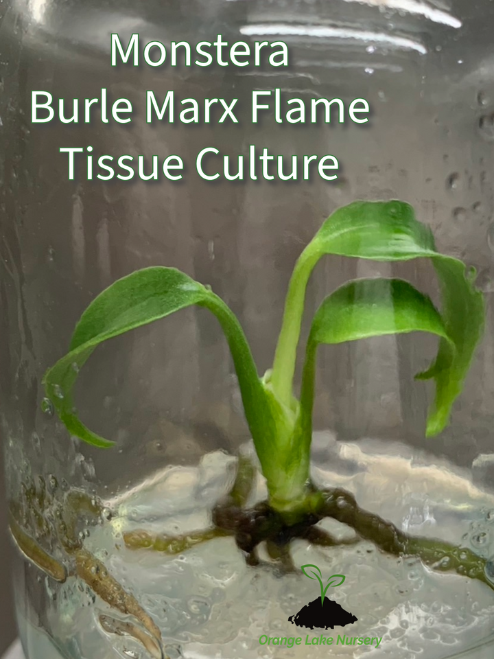 Monstera Burle Marx Flame Tissue Culture in agar gel.