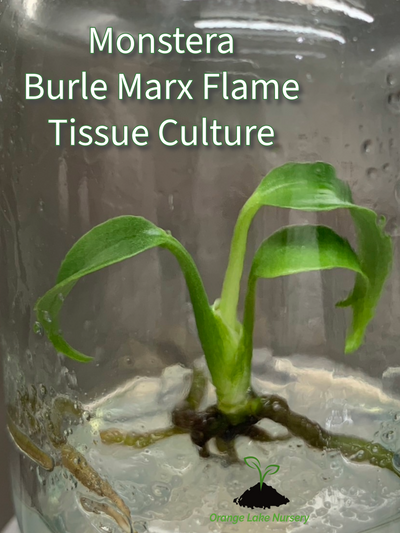 Monstera Burle Marx Flame Plantlets (1)