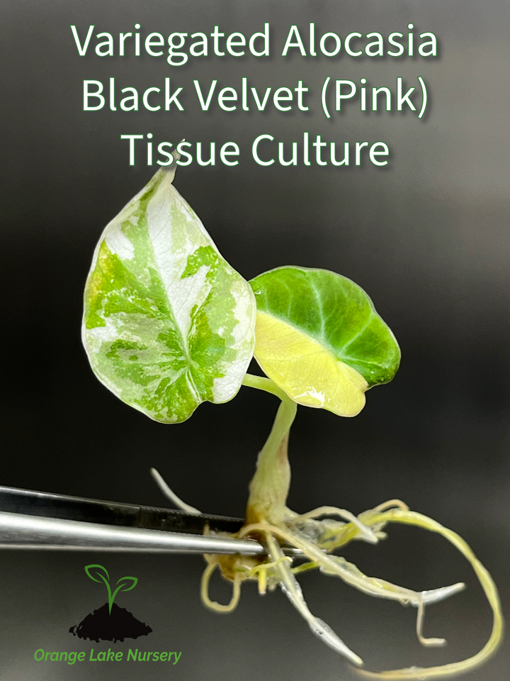 Alocasia Variegated Black Velvet (Pink) Tissue Culture