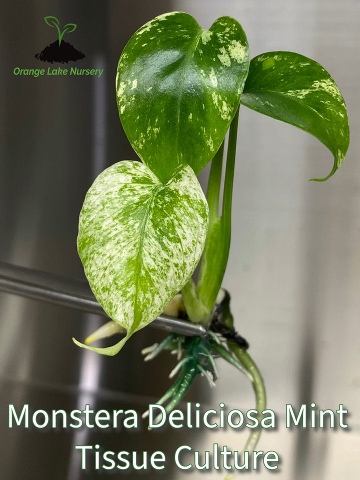 Monstera Deliciosa Mint Plantlet