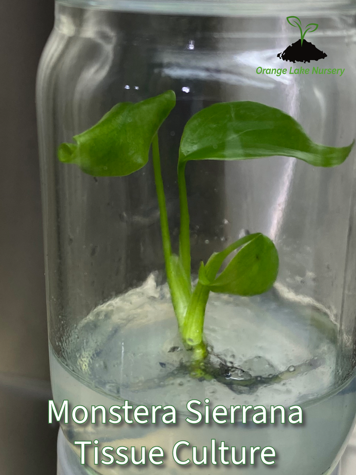 Monstera Deliciosa Sierrana tissue culture in agar gel from Orange Lake Nursery.