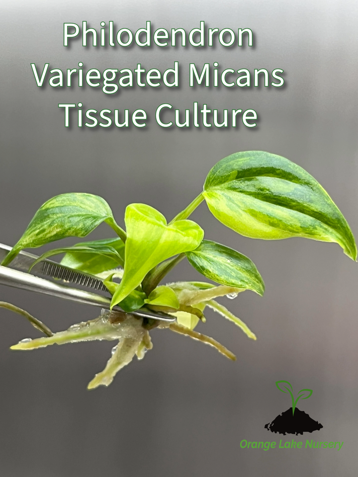 Philodendron Variegated Micans Tissue Culture