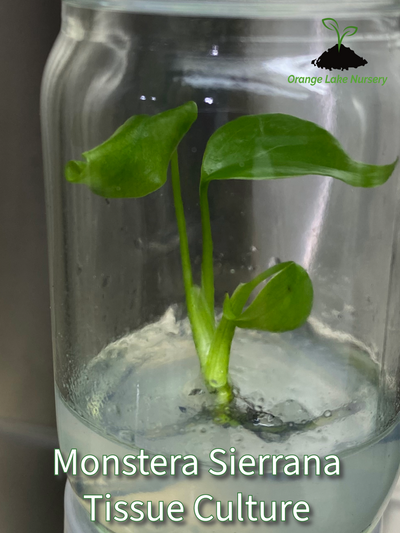 Monstera Deliciosa Sierrana Plantlets (1)