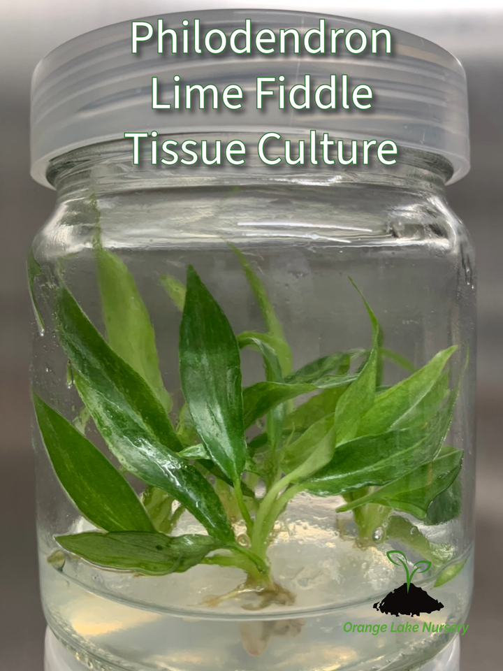 Philodendron Lime Fiddle Tissue Culture plant in agar gel in a clear jar.