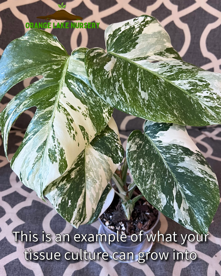 Monstera Albo Tissue Culture