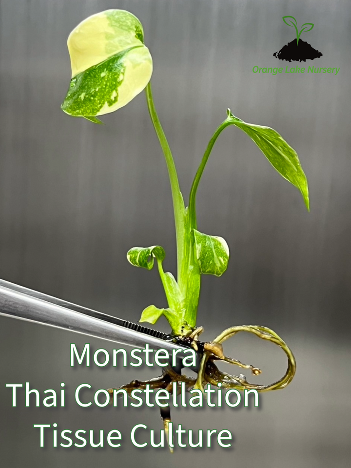 Monstera Thai Constellation Plantlet