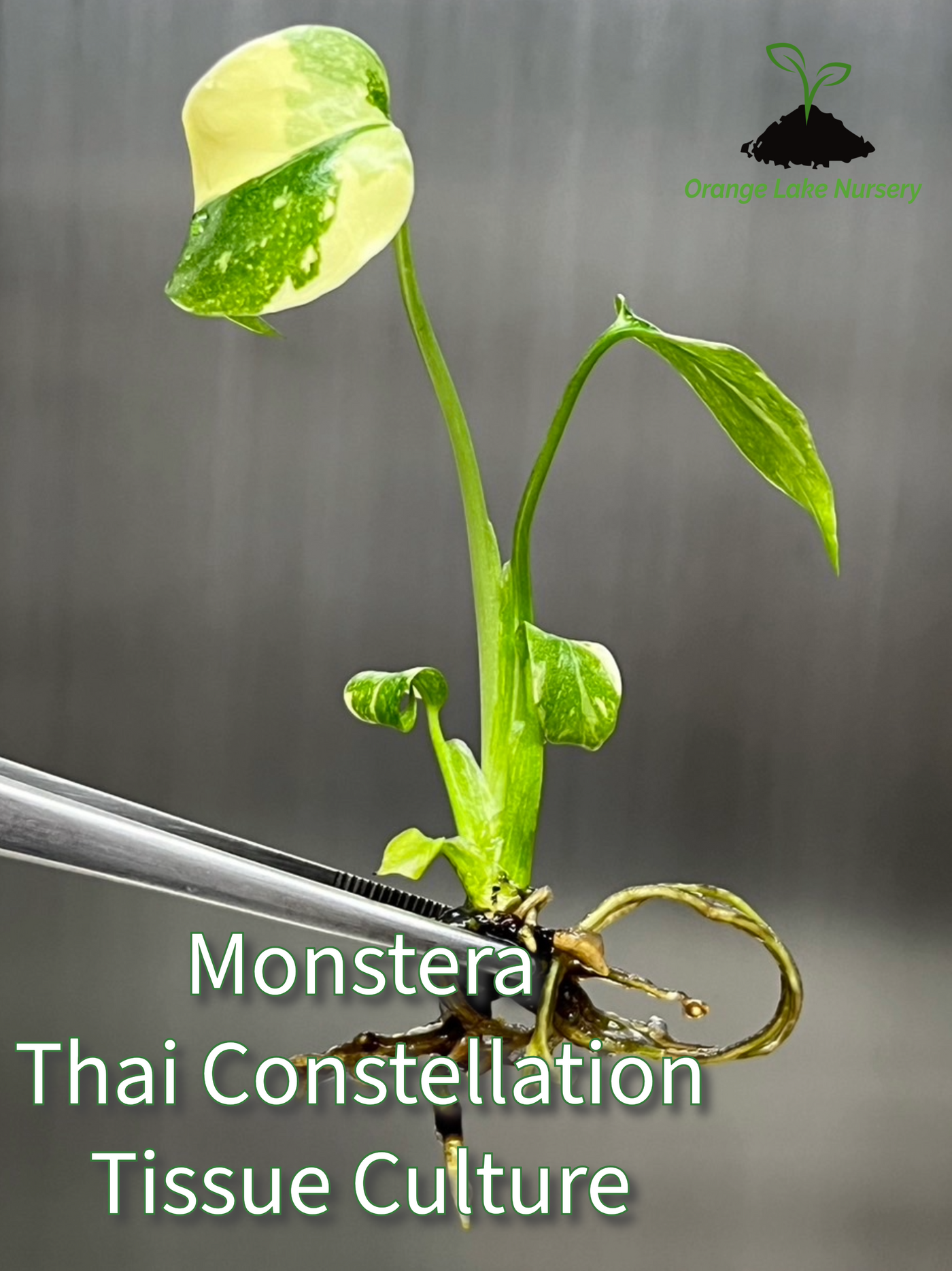 Monstera Thai Constellation Plantlets (4 pack)
