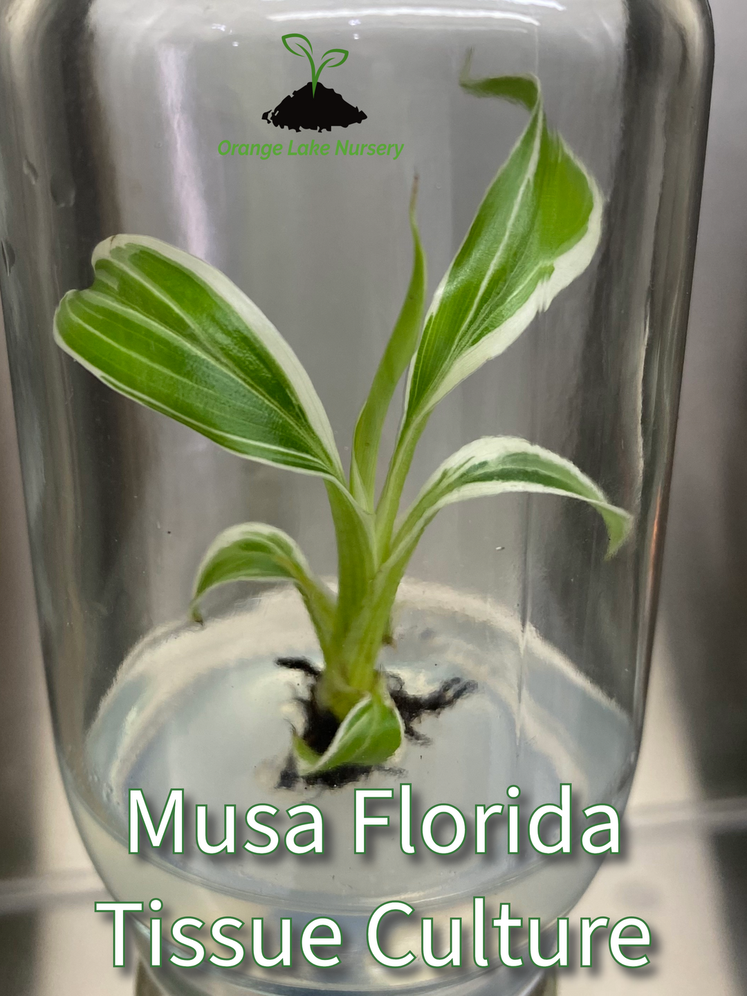 Musa Florida White Variegated Banana Tissue Culture in agar gel.