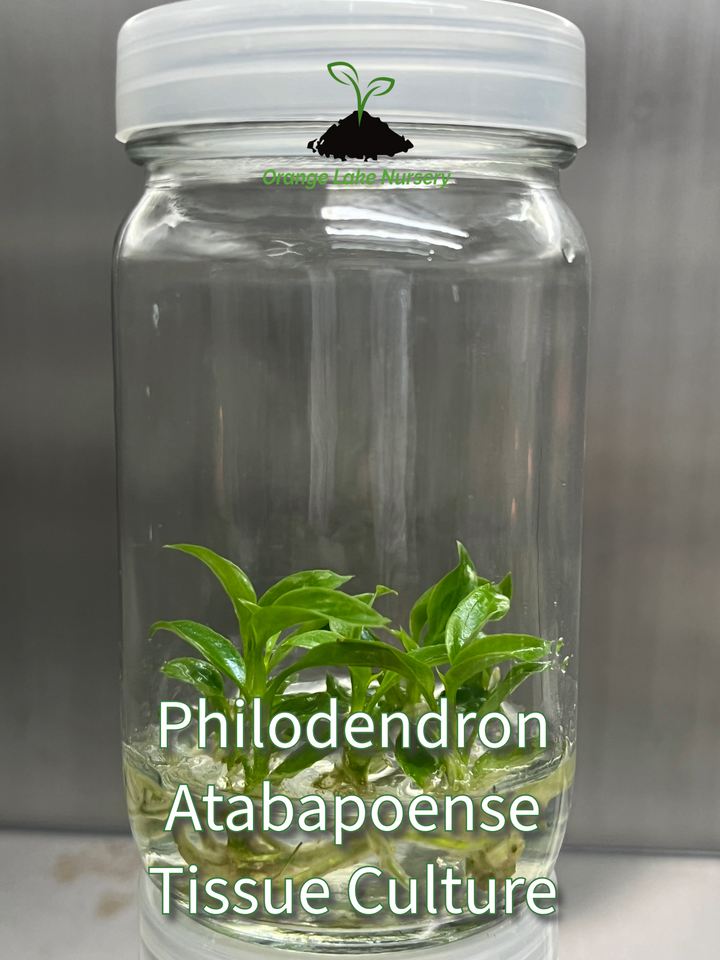 Philodendron Atabapoense Tissue Culture