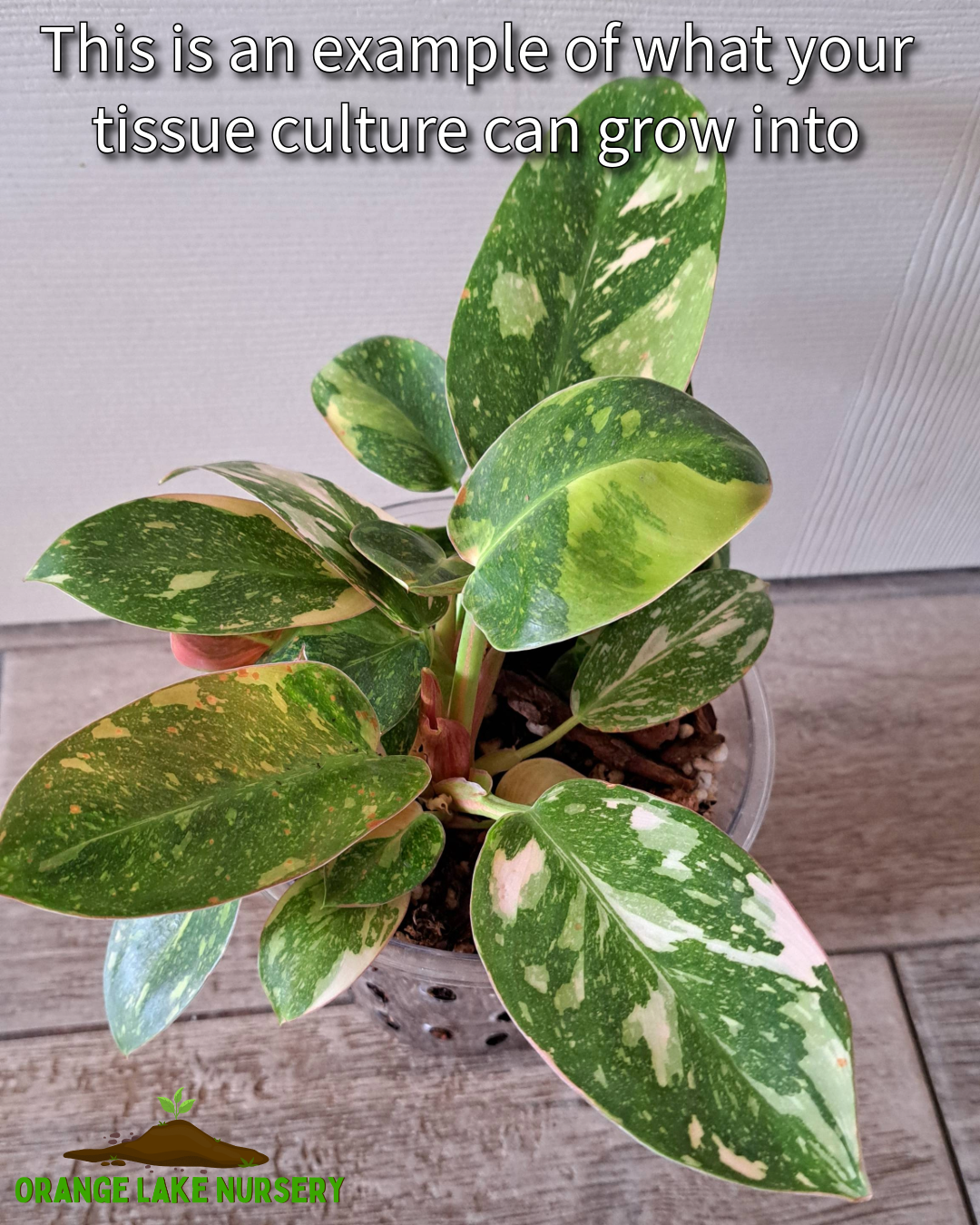 Philodendron Variegated Green Congo (Nuclear) Tissue Culture