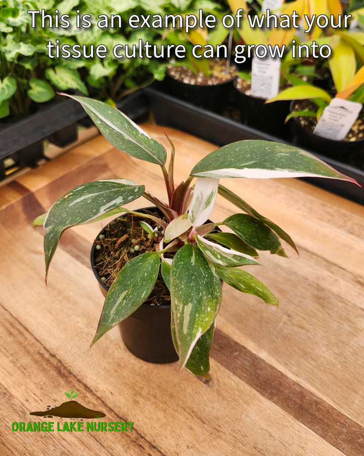Philodendron Red Anderson Tissue Culture