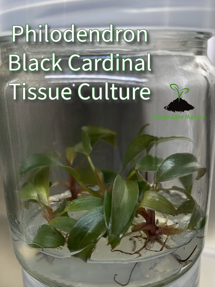 Philodendron Black Cardinal Plantlets