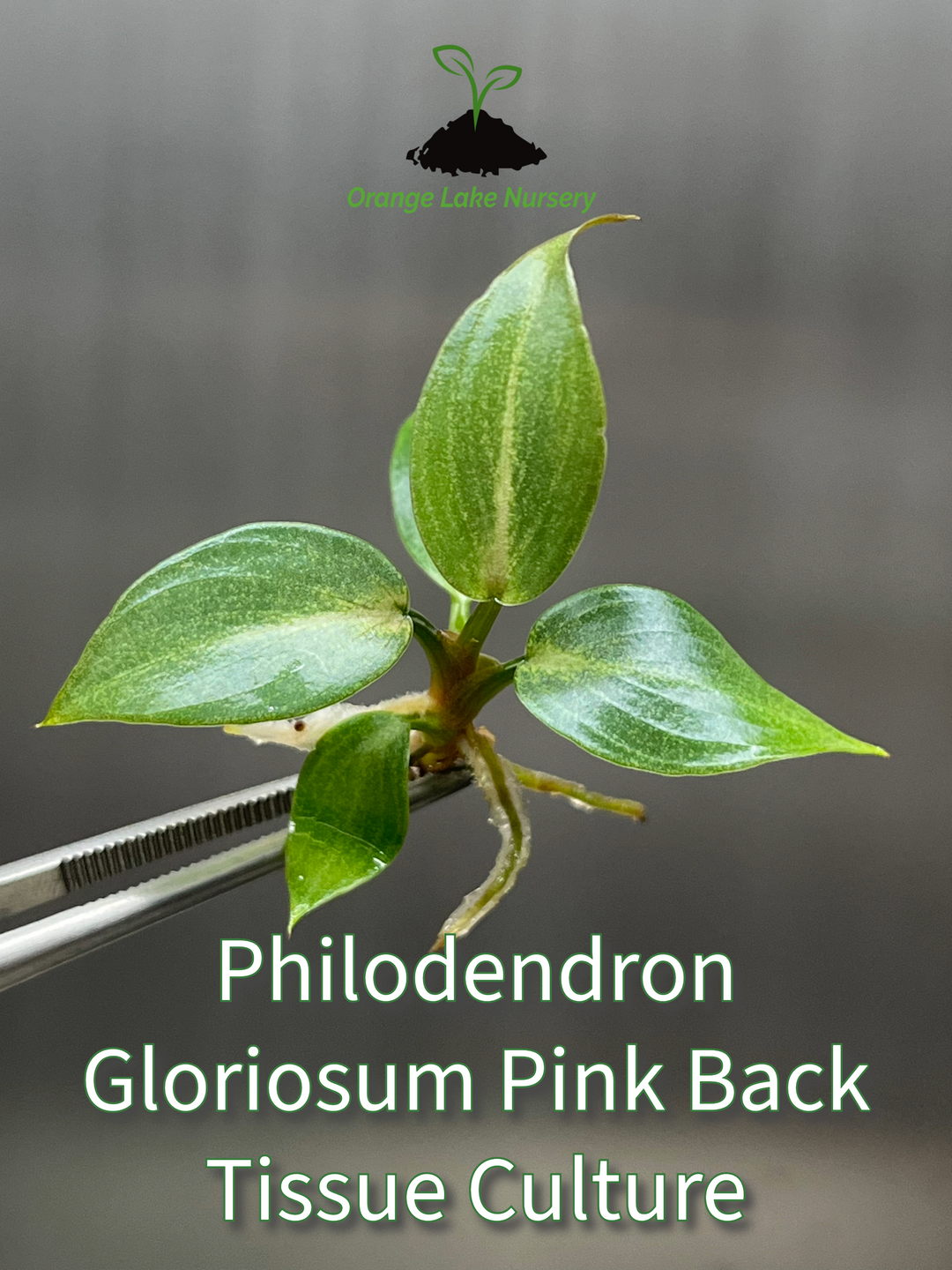 Philodendron Gloriosum Pink Back Tissue Culture