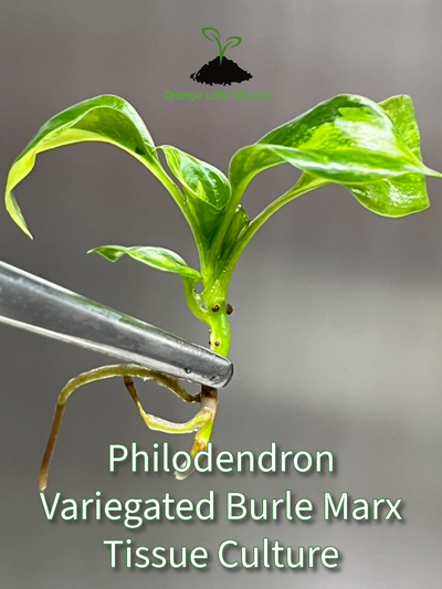 Philodendron Burle Marx Plantlet (1)