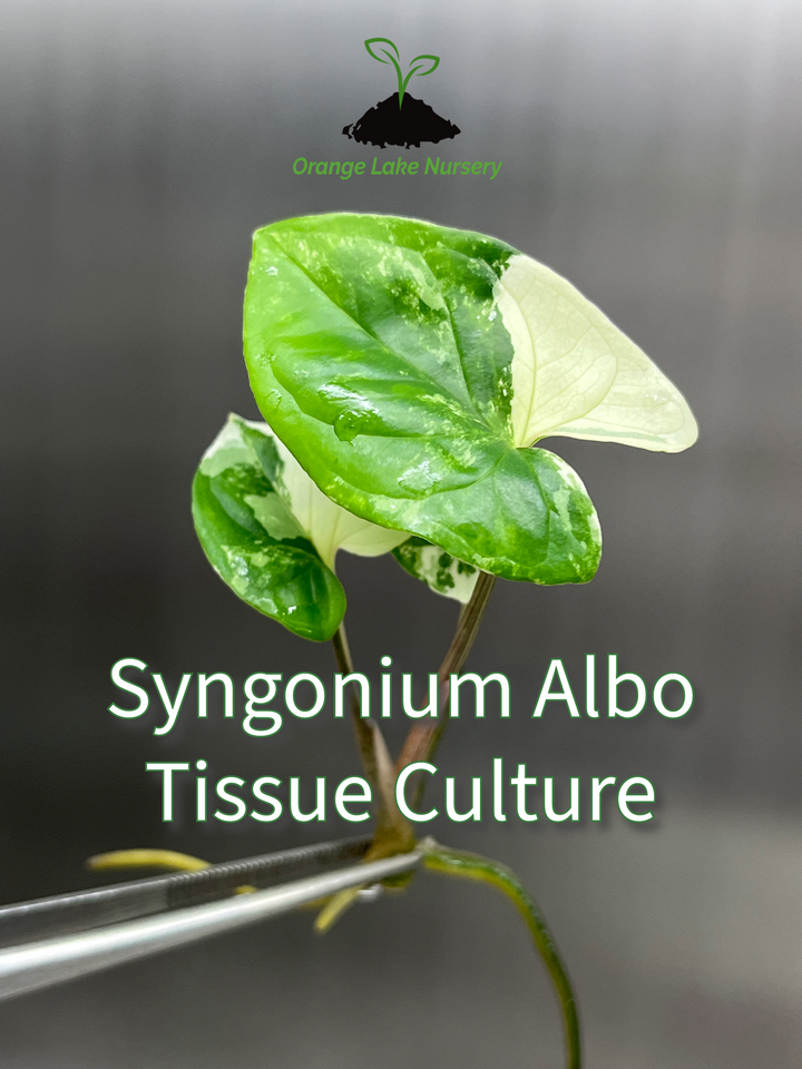 Syngonium Albo Tissue Culture