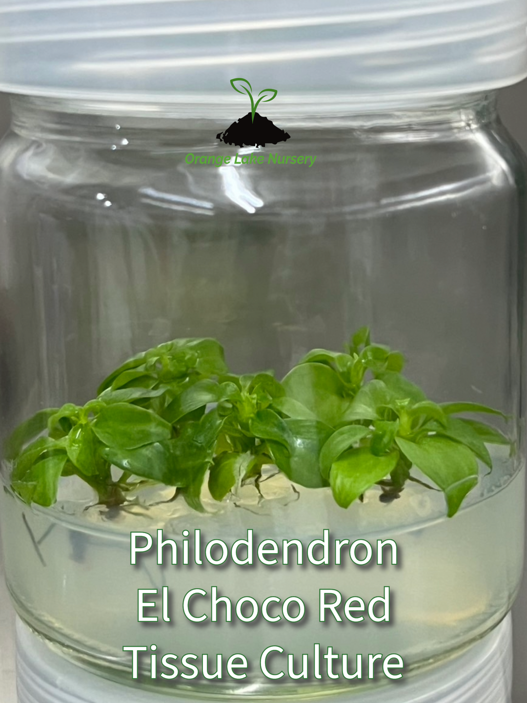 Philodendron El Choco Red Tissue Culture in agar gel inside a clear container.