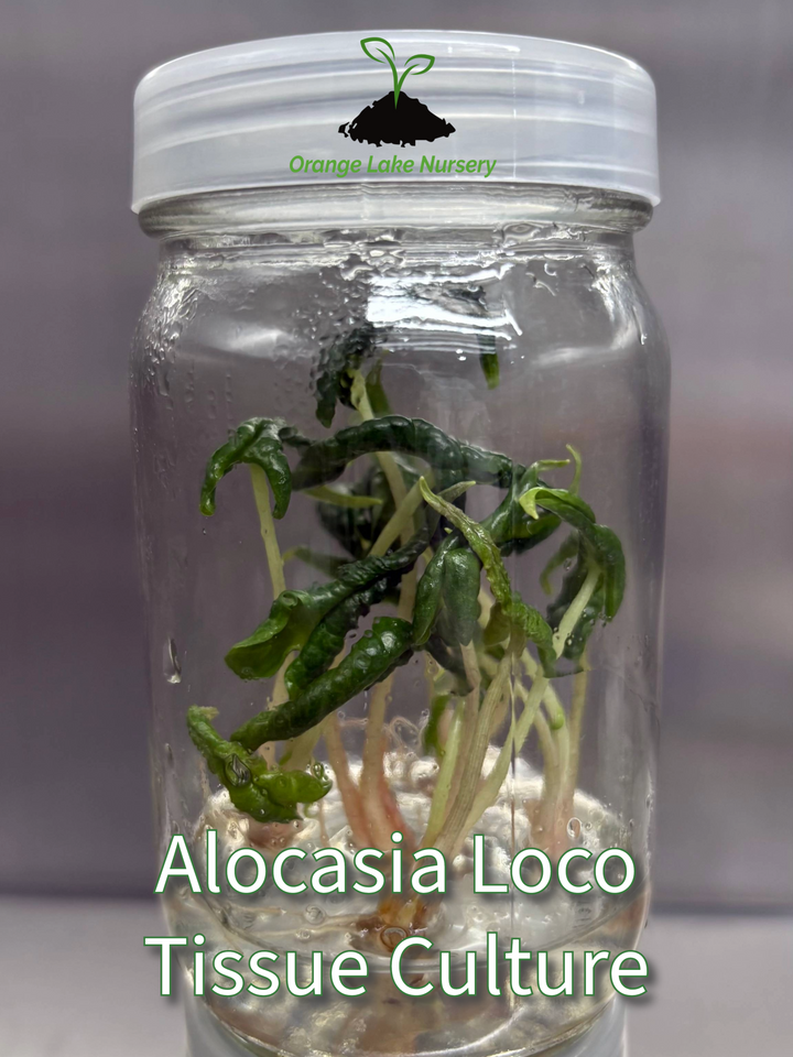 Alocasia Loco Tissue Culture