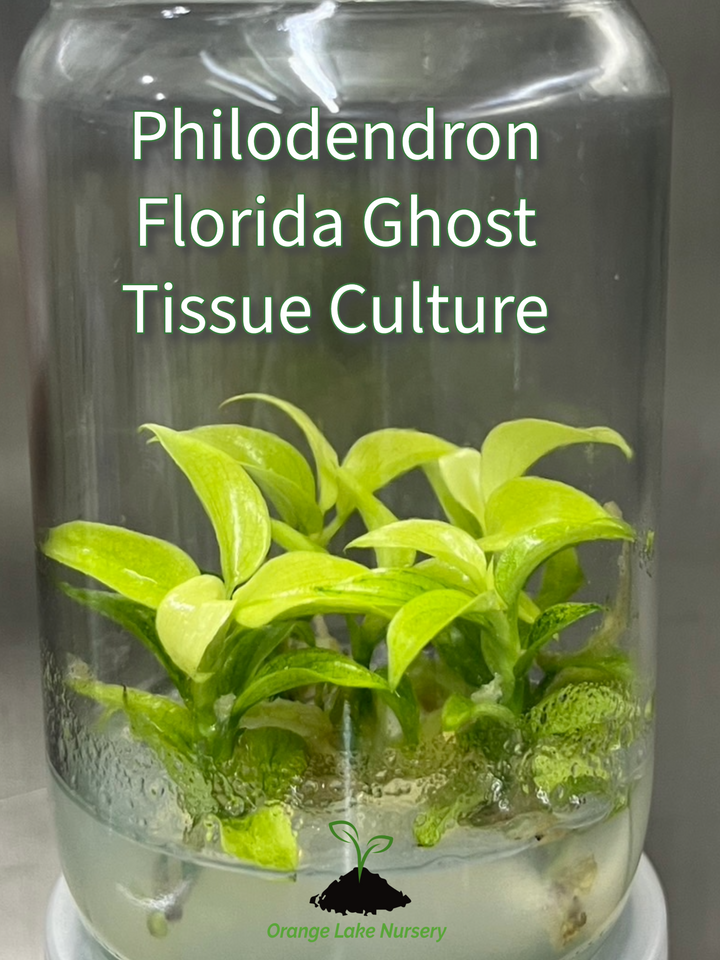 Philodendron Florida Ghost Tissue Culture in agar gel jar