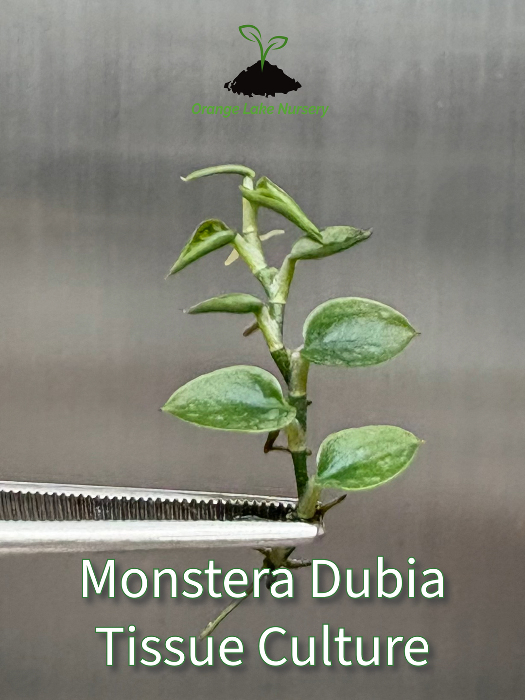 Monstera Dubia Tissue Culture