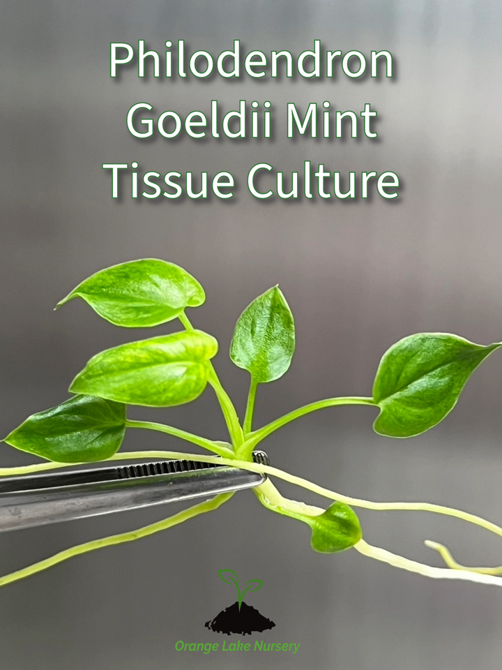 Philodendron Goeldii Mint Tissue Culture in agar gel with green leaves being handled gently.