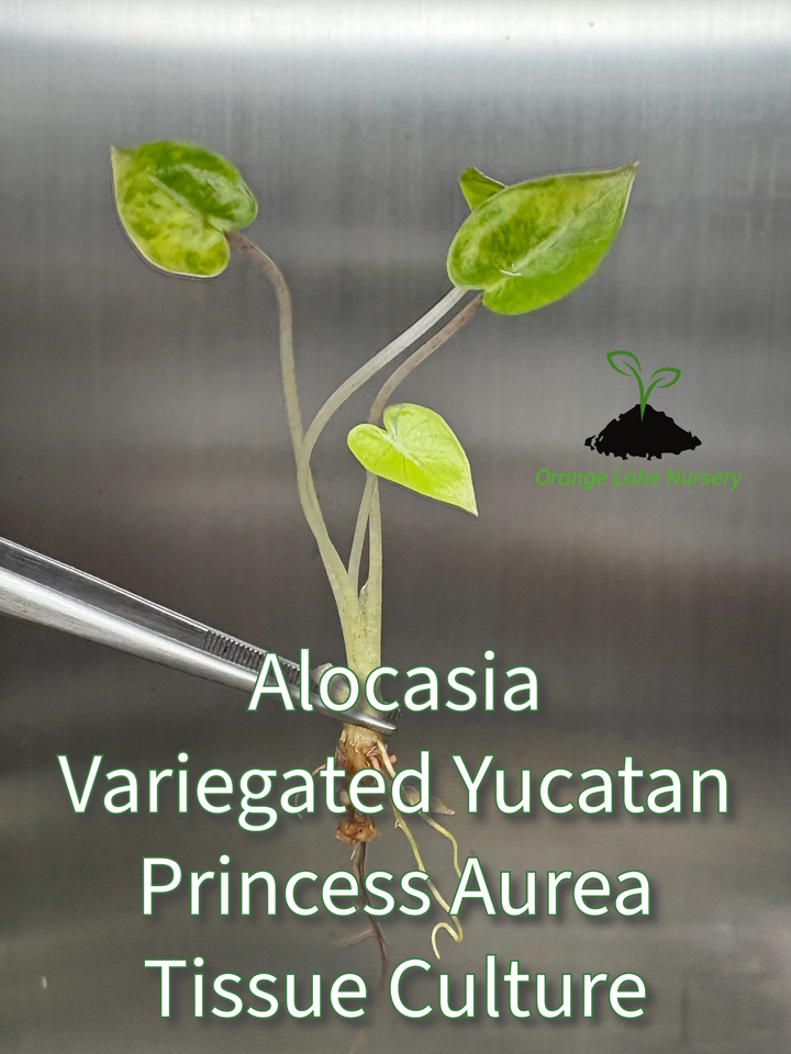 Alocasia Variegated Yucatan Princess Aurea Tissue Culture