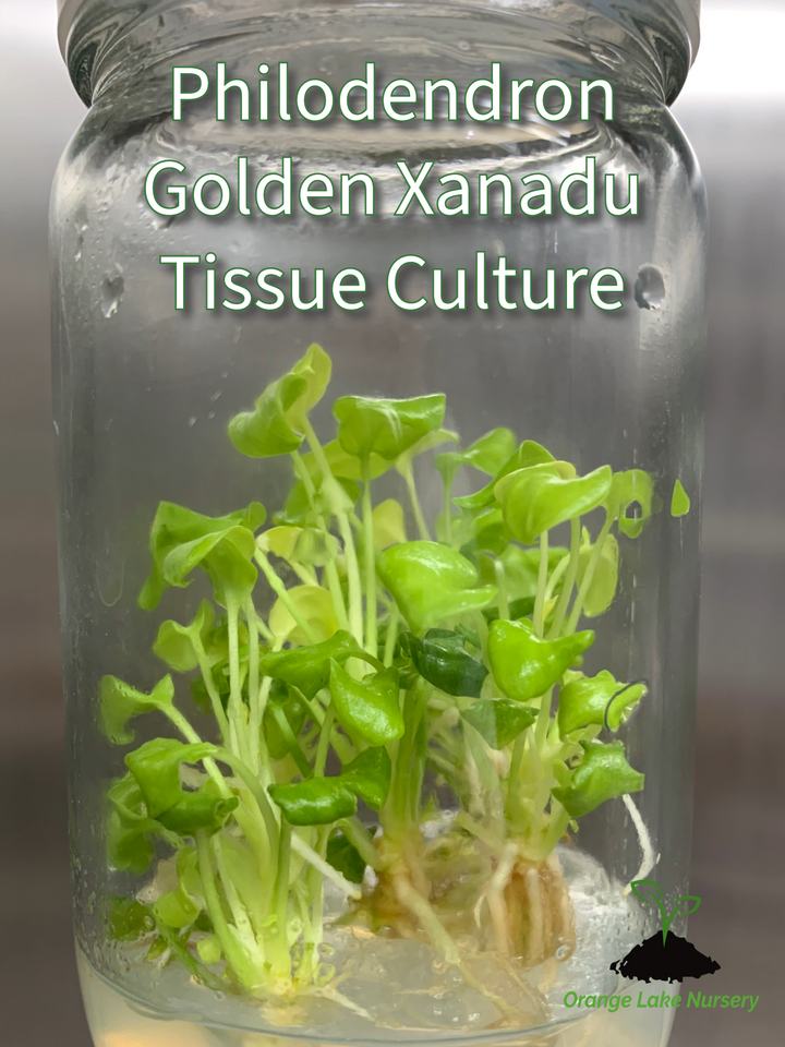 Philodendron Golden Xanadu tissue culture in agar gel, ready for acclimation.