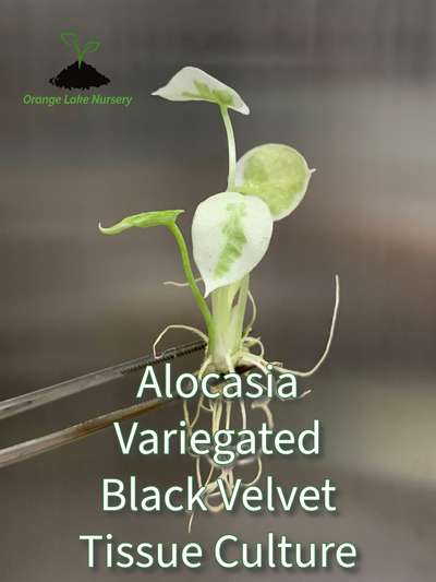 Alocasia Variegated Black Velvet Plantlet (1)