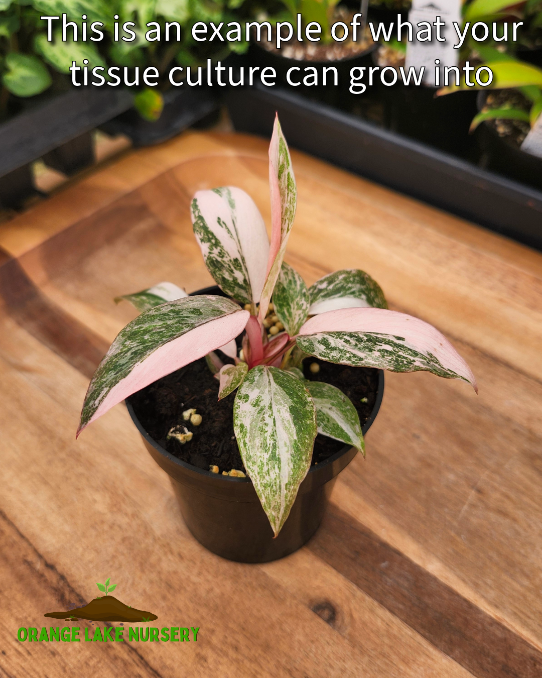 Philodendron Pink Princess Tissue Culture