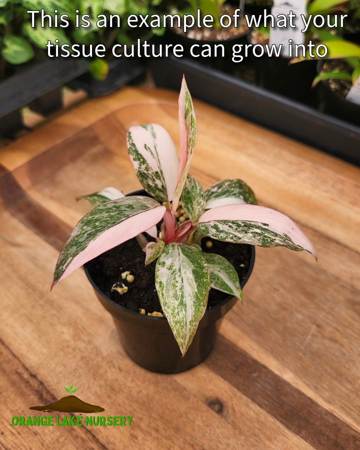 Philodendron Pink Princess Tissue Culture