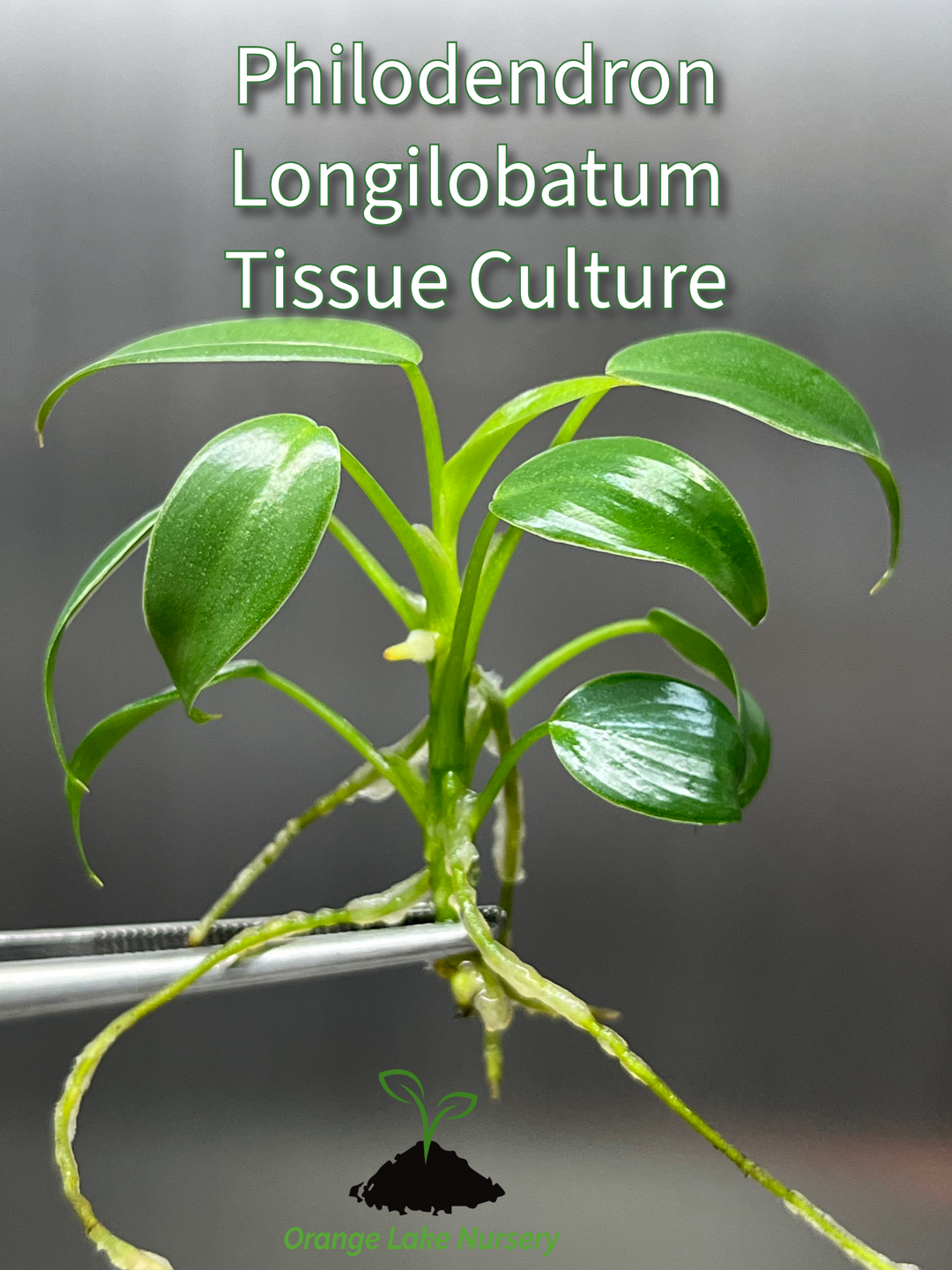 Philodendron Longilobatum Tissue Culture